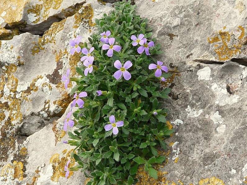 Aubretia columnae e Inula verbascifolia in habitat